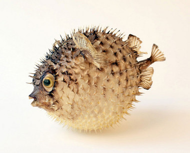 Porcupine Fish