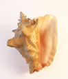 Conch Shell