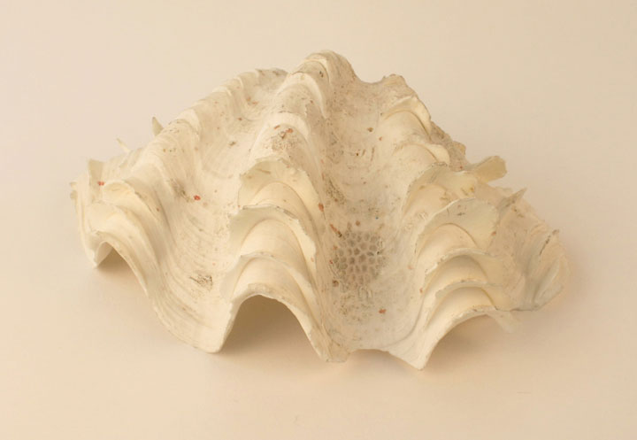 Giant Fluted Clam Shell  Object Lessons - Natural World: Water