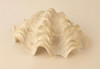 Fluted Giant Clam Shel