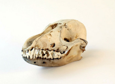 Fox Skull