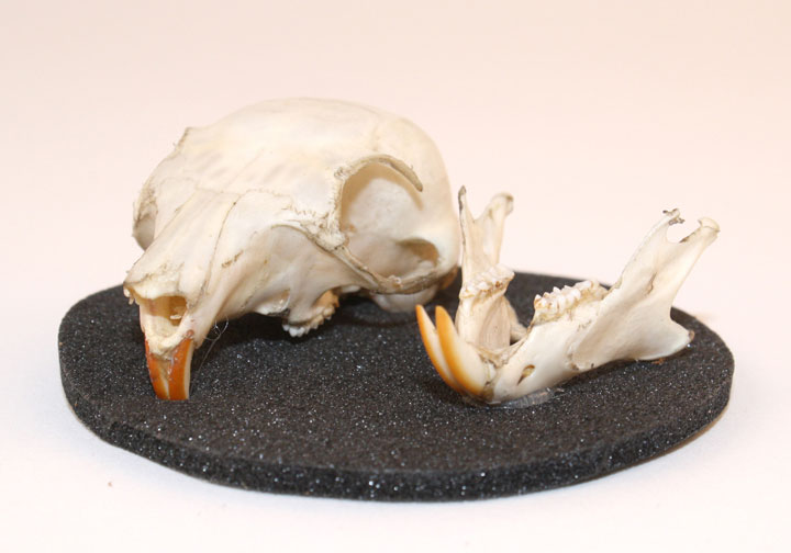 Rodent Skull | Object Lessons - Natural World: Earth