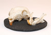 Rodent Skull