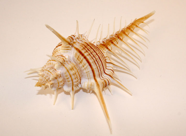 Venus Comb Murex Shell