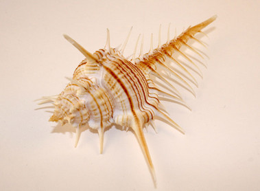 Venus Comb Murex Shell