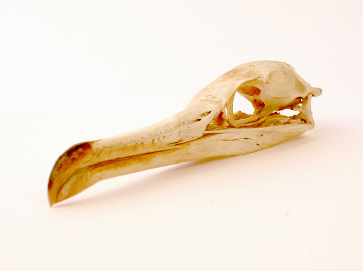 Cormorant Skull