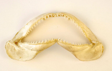 Sharks Jaw