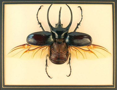 Atlas Beetle