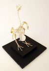 Pgeon Skeleton