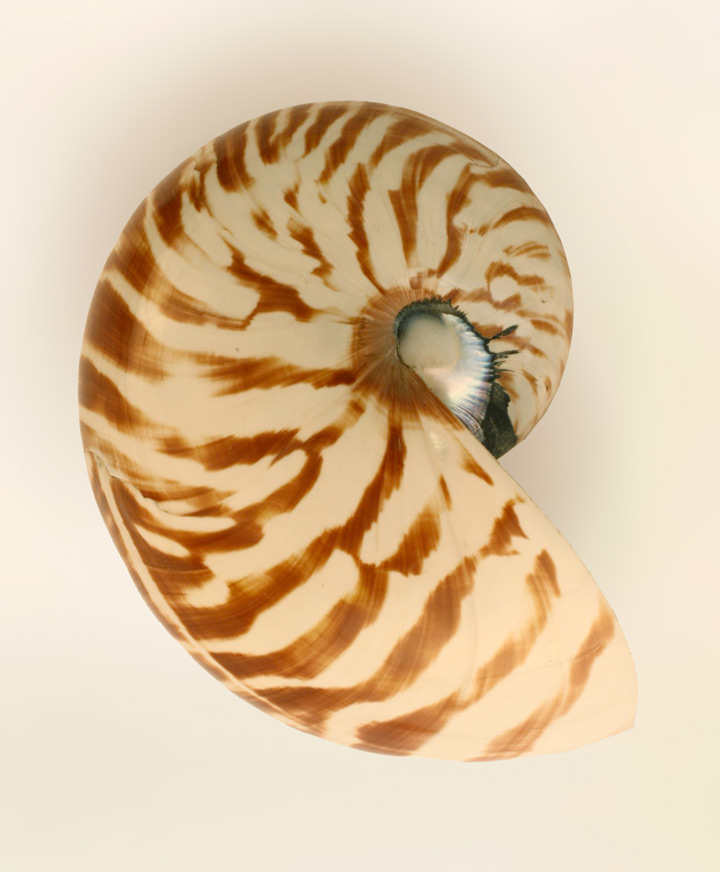 nautilus alternative