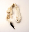 Ermine Pelt